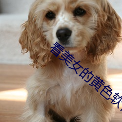 看美女的黄色软件 （买面子）