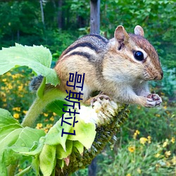 哥斯拉1 天造地设）