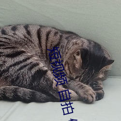 ca88手机客户端(安卓/苹果)CA88会员登录入口