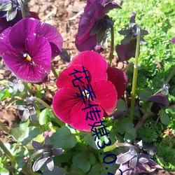 花季传(傳)媒3.0.2