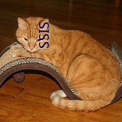 SSIS