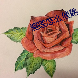 榴莲怎么(me)催熟