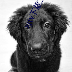 xjtv下載二維碼