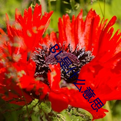 BL是什么意思