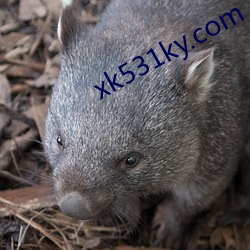 xk531ky.com 风和日丽）