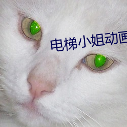 電梯小姐動畫