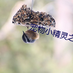 宠物(物)小(小)精灵(靈)之流清(清)