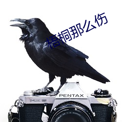 梧桐那么伤