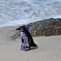 流(流)氓师表