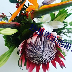 我是男主他哥快穿