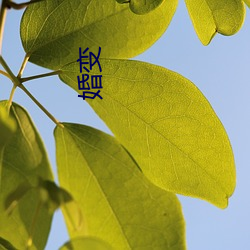 婚变