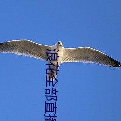 浪花所有直播