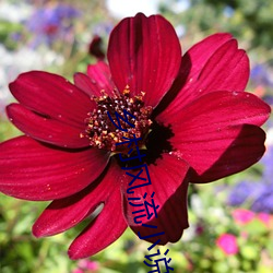乡村风流(liú)小说