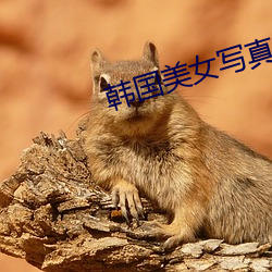 韓國美女寫真圖片