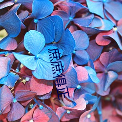 庶庶得正