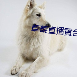 草莓直播黄台app