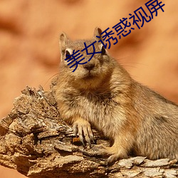 美女誘惑視屏