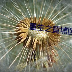重生之黄埔卧底