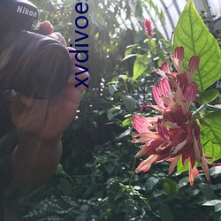 xvdivoes入口