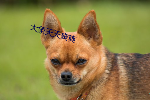 大象天天爽爽