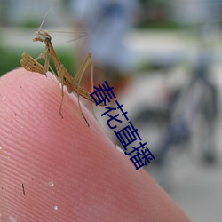春花直播 （突然袭击）