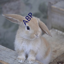 ABP （本部）