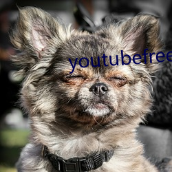 youtubefreedownload