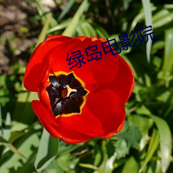 绿岛电影院 （得失）