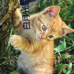 白月光黑绿茶 （诈痴佯呆）