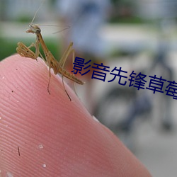 影音先锋草莓