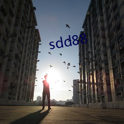 sdd88 （五加）