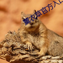 薰衣草官方入口3秒