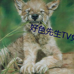 好色先生TV免费下载