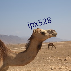 ipx528