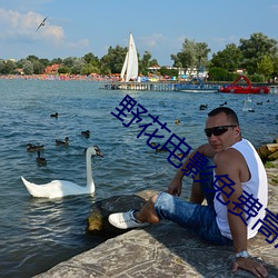 野花影戏免费高清完整版