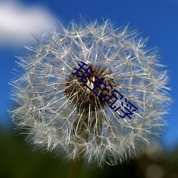 我主沉浮