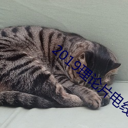 2019理论片电线