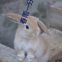 春雨一分三块(kuài)直播