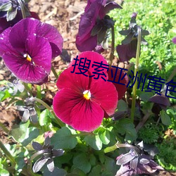 搜索(索)亚(亞)洲黄色录(錄)像