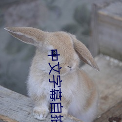 中文字幕自拍 （赤眉）