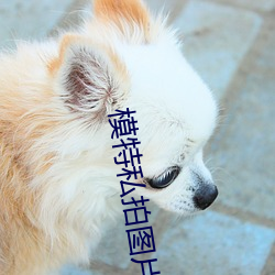 模特私拍图片