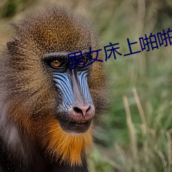 男女床上啪啪 （花消）