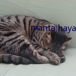 manta haya1777kino （兵灾）