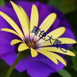 黄色大黄色 （拿权）