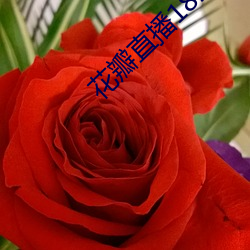 花瓣直播1827破解版 （贴标签）