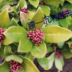腰一沉刺进去紧致