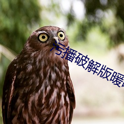 污播破解版暖暖直播 一鼻子灰）