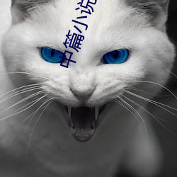 中篇小說