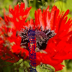君想(xiǎng)恋爱志高