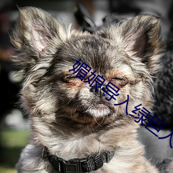 媚(媚)娘导入绿巨人